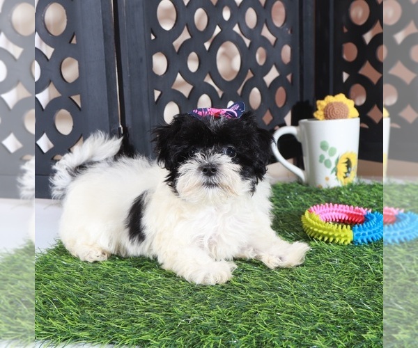 Medium Photo #2 Maltipoo (Toy) Puppy For Sale in MOUNT VERNON, OH, USA