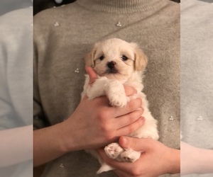 Maltipoo Puppy for sale in CLEVELAND, TN, USA