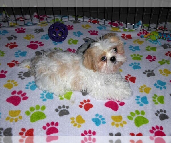Medium Photo #4 Shih Tzu Puppy For Sale in TUCSON, AZ, USA