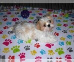 Small #3 Shih Tzu