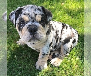 Bulldog Puppy for sale in BAY CITY, MI, USA