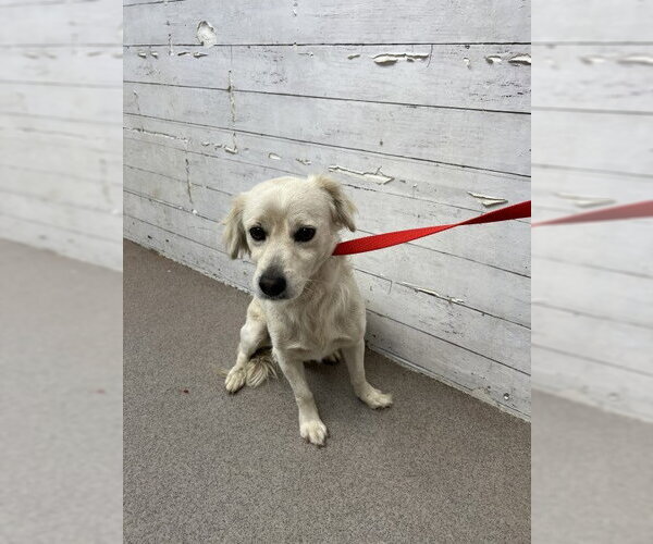 Medium Photo #1 Mutt Puppy For Sale in San Bernardino, CA, USA