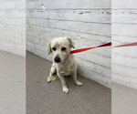 DARWIN - Male Mutt Dog for Adoption - Small photo