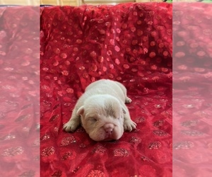 Bulldog Puppy for sale in TUCSON, AZ, USA