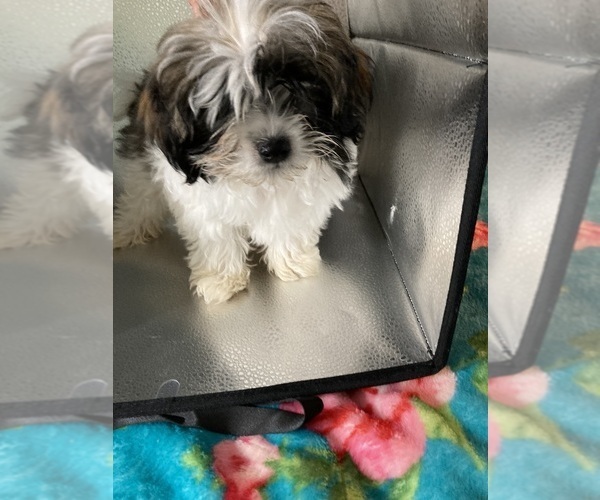 Medium Photo #12 Shorkie Tzu Puppy For Sale in LEBANON, OR, USA