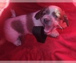 Small #2 Schweenie