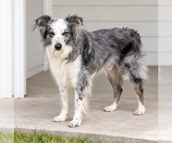 Medium Photo #2 Australian Shepherd-Unknown Mix Puppy For Sale in Salt Lake City, UT, USA