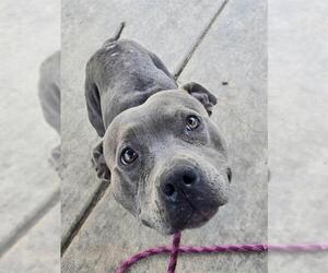 Medium American Pit Bull Terrier