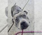 Small American Pit Bull Terrier