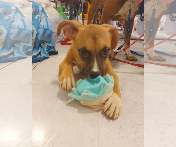 Medium Photo #5 Bullboxer Pit Puppy For Sale in Sanford, FL, USA