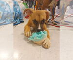 Small #4 Bullboxer Pit