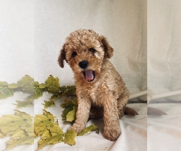 Medium Photo #4 Poodle (Miniature) Puppy For Sale in RUDD, IA, USA