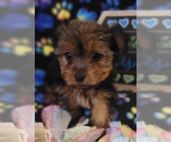 Medium Photo #11 Yorkshire Terrier Puppy For Sale in AKRON, OH, USA