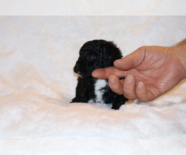 Medium Photo #2 Poodle (Toy) Puppy For Sale in DYERSBURG, TN, USA