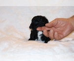 Small #1 Poodle (Toy)