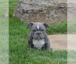 Small Photo #1 American Pit Bull Terrier Puppy For Sale in CENTREVILLE, VA, USA