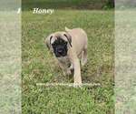 Small #7 Mastiff