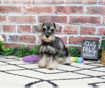Small Photo #4 Schnauzer (Miniature) Puppy For Sale in SYRACUSE, IN, USA