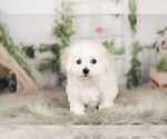 Small Photo #7 Cavachon Puppy For Sale in WARSAW, IN, USA
