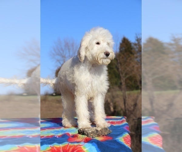 Medium Photo #3 Goldendoodle Puppy For Sale in UNION CITY, TN, USA