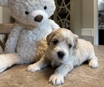 Puppy Female 1 MINDY Cavapoo