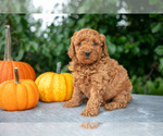 Puppy Clara Poodle (Miniature)