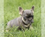 Small #5 French Bulldog