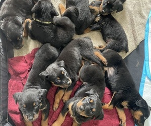 Rottweiler Puppy for sale in AMITY HARBOR, NY, USA