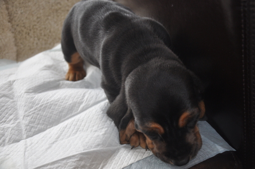 Medium Photo #11 Basset Hound Puppy For Sale in DEER VALLEY, UT, USA