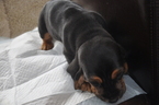 Small Photo #11 Basset Hound Puppy For Sale in DEER VALLEY, UT, USA