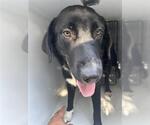 Small Labrador Retriever Mix
