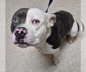 American Pit Bull Terrier Dogs for adoption in Bakersfield, CA, USA