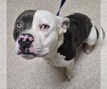Small American Pit Bull Terrier