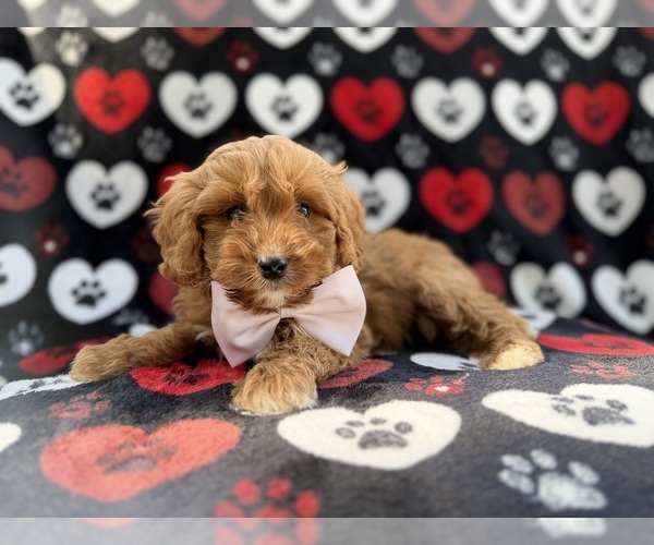 Medium Photo #2 Cavapoo (Miniature) Puppy For Sale in LAKELAND, FL, USA