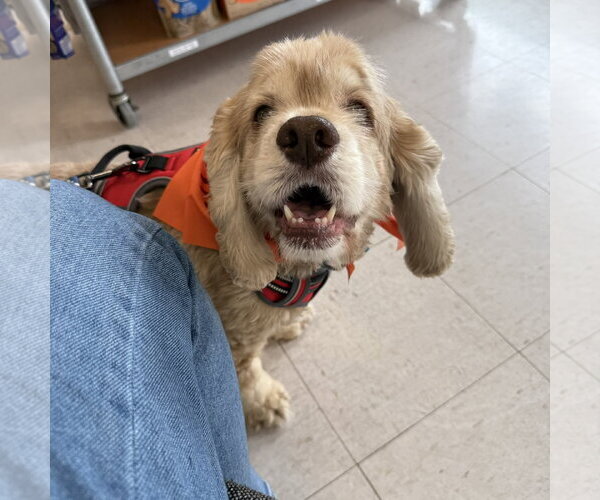 Medium Photo #21 Cocker Spaniel Puppy For Sale in Fargo, ND, USA