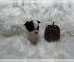 Small Photo #18 Shiranian Puppy For Sale in HAYWARD, CA, USA