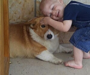 Father of the Pembroke Welsh Corgi puppies born on 03/23/2025