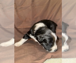 Australian Shepherd Puppy for sale in PHOENIX, AZ, USA