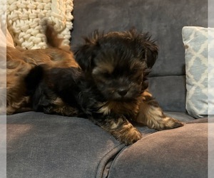 Shorkie Tzu Puppy for sale in CINCINNATI, OH, USA