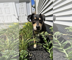 Harley Memphis - Male Labrador Retriever-Unknown Mix Dog for Adoption - Photo #13