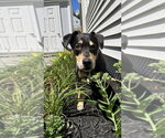 Small #12 Labrador Retriever Mix