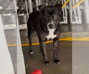 Mutt Dogs for adoption in Fairfax, VA, USA