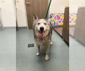 Siberian Husky Dogs for adoption in Baytown, TX, USA