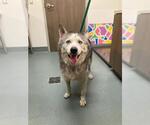 Small Siberian Husky