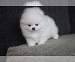 Small Photo #7 Pomeranian Puppy For Sale in MANHATTAN, NY, USA