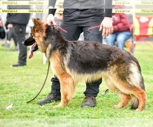 German Shepherd Dog Dog for Adoption in MORRILTON, Arkansas USA