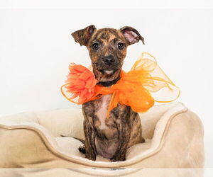 Chipin Dogs for adoption in phoenix, AZ, USA