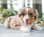 Puppy Dolly Miniature American Shepherd