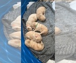 Small Photo #4 Golden Retriever Puppy For Sale in WICHITA, KS, USA