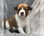 Small #5 Colonial Cocker Spaniel Mix